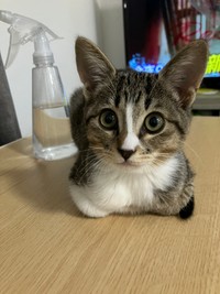 「ちいちゃなおててないない」というひと言とともに投稿されていた写真（画像提供：むぎときびさん）