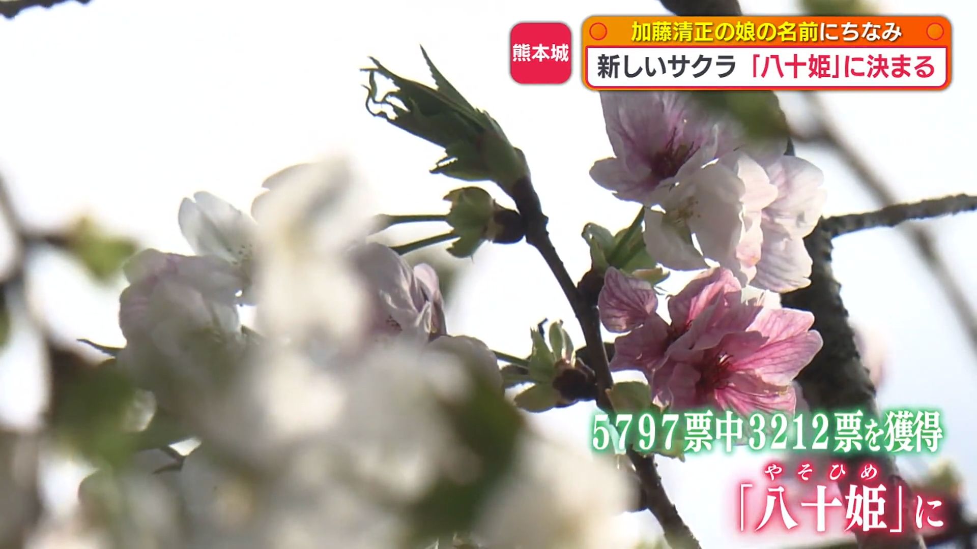 桜姫様御確認用♪ 熊本城で発見された新種の桜「八十姫」に決定！白から濃いピンクに