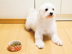 ペットのための栄養学　日本の環境に合う栄養学の必要性