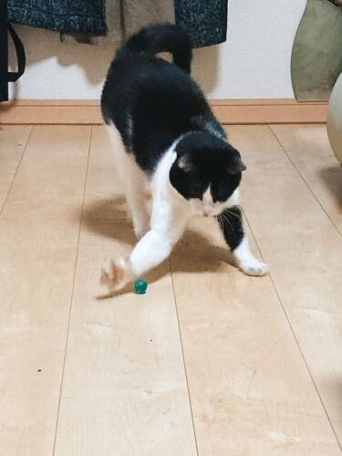 「おとなの猫は自立して、仕上がってる状態で来るところもいいのです」（なみさん提供）