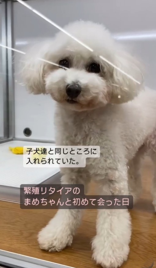 ペットショップですでに成犬だったまめちゃんは子犬たちと同じところに入れられていた(「笑あり涙あり🐾まるまめ日記」さん提供、nstagramよりキャプチャ撮影)