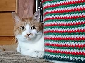 世界に一つだけの鼻？ ピンクに黒い水玉が　保護猫の「福」　