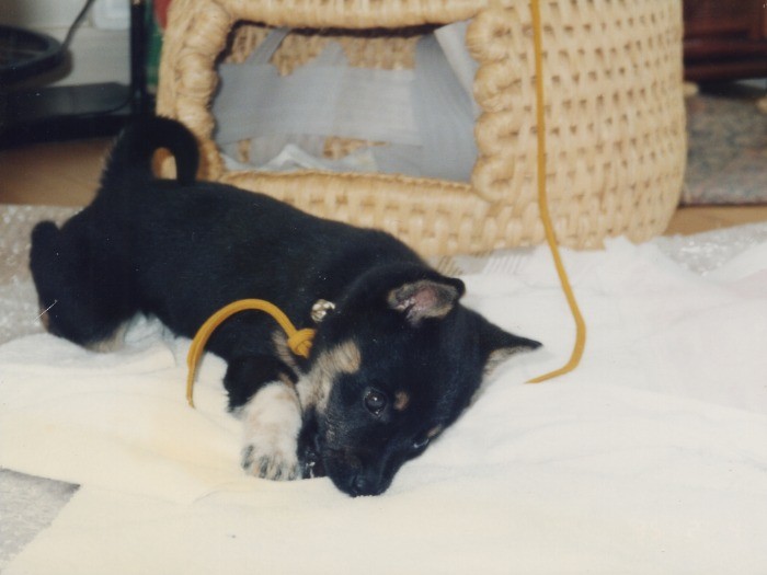 私には人生初の犬。誰にでもじゃれつく人懐こさはいいけれど、お手やお座りは一向に身につかず…