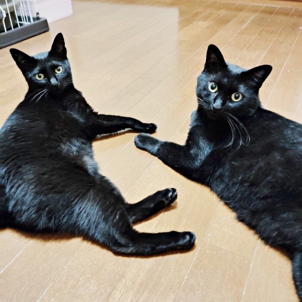 仲良く寝そべる（左から）ちーちゃん、黒ちゃん（画像提供：ちよさん）