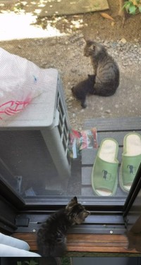 もう1匹の子猫が母猫に寄り添ってきた（「きゅう粒」さん提供、Instagramよりキャプチャ撮影）