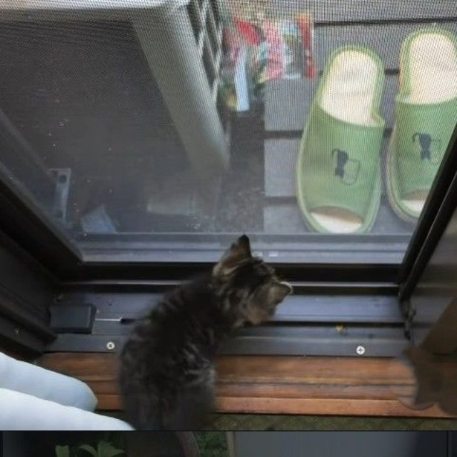 もう1匹の子猫が母猫に寄り添ってきた（「きゅう粒」さん提供、Instagramよりキャプチャ撮影）