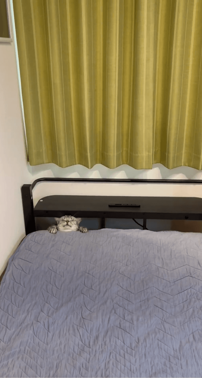 んぐぬぬぬ…！（画像提供：あんこともなか 充電ねこさん、動画よりキャプチャ、画像を一部トリミング）