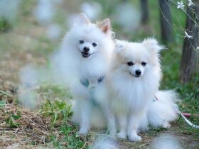 頼れるお兄ちゃんと天真爛漫な弟？　ポメラニアン「vanilla」「kuchen」