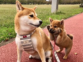 一緒に長い距離をお散歩　５歳差の柴犬、柚子と八朔