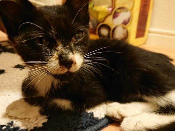 家にきたころの「おはぎ」