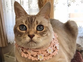 庭の散歩が大好き　ツキノワグマ模様のミックス猫「パール」