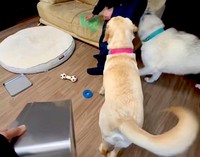 空き缶をウキウキしっぽで軽快に打ち鳴らす「ラブラドール鼓笛隊」（動画からキャプチャー／提供：おこめつぶ（ぷく） さん @BQx6DDsrtCKst3Z）