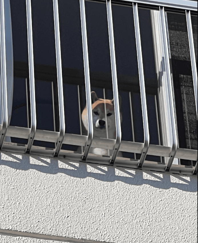 帰宅する飼い主さんを見つめるふう太くん。