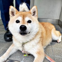 抜け毛がたくさんとれた、あんずちゃん（画像提供：すづきさん）