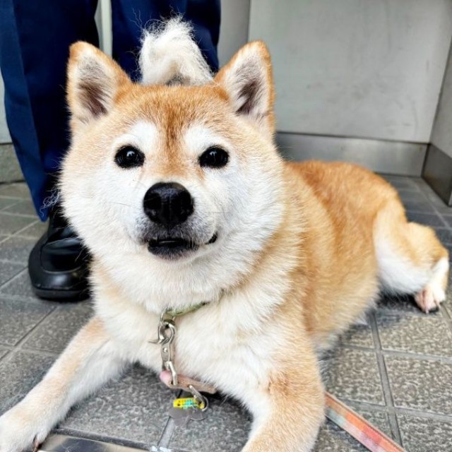 抜け毛がたくさんとれた、あんずちゃん（画像提供：すづきさん）