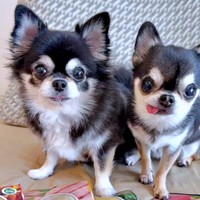 大きな瞳が愛らしい（左から）かるびちゃん、びびんばちゃん（画像提供：かるびびびんばさん）