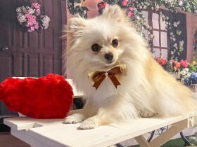 ママの話しをうなずきながら真剣に聞く　ポメラニアン「ルナ」