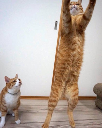 「ブローック！」（カイちゃん）