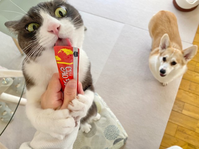 ちゅーるに夢中のちくわぶちゃんを離れて見守るあんずちゃん（画像提供：ばなななさん）