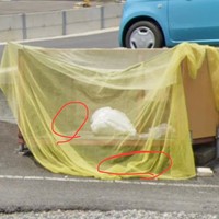 2020年頃に突然ゴミ捨て場に現れたという猫。「パサパサな痩せ細った野良だった。このゴミ捨て場の赤丸のあたりで一日中過ごしていた」と今村さん（画像提供：今村かなえさん）