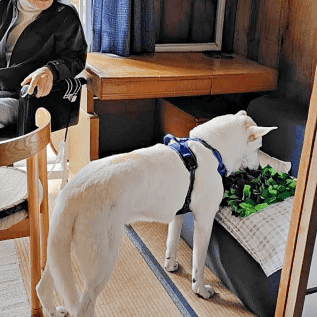 「ノーズワークマット」を使うテラゾーくんを優しく見つめるじぃじ（画像提供：テラゾーさん）