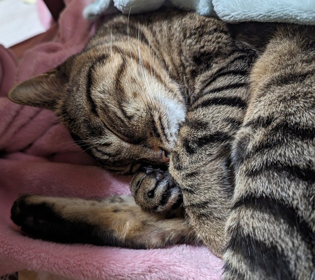 かわいい寝顔に癒される日々