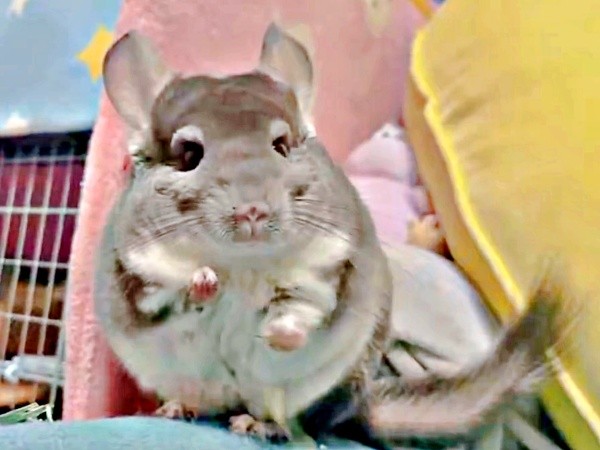 飼い主さんが触れたほうのチモシーを投げ捨てたプリンちゃん（画像提供：プリンさん）