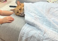 ガーゼのタオルを猫ちゃんの上に（画像提供：そら@ネコ垢さん）