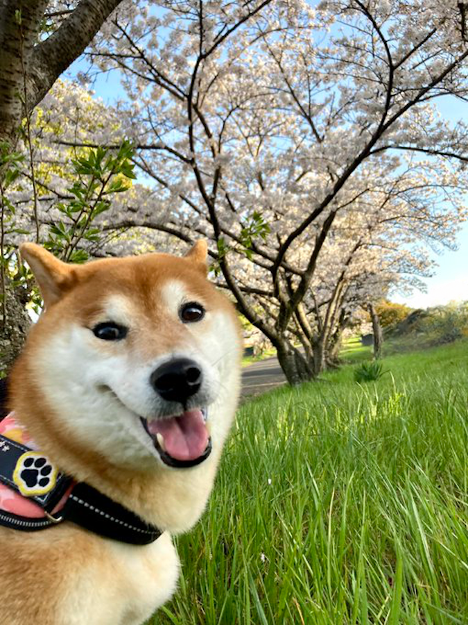 ニコニコ顔となでられ待ちの飛行機耳、尻尾をフリフリしながらトントンとステップを踏んでやって来る姿がチャームポイントのすずちゃん。「表情が豊かで、ほんとにお話してくれているように感じます」と、飼い主さん（画像提供：ミニすずさん @RKfWUAQ1xbOEEAp）