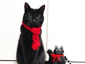 ２０２１おしゃれさんで賞　黒猫「オレオ」