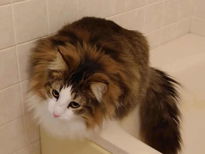 日向（ひゅうが）