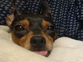 雷、大嫌い！ でも愛犬がひざに来てくれて…　ちょっぴり感謝？