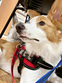 「なでて」の文字をハーネスにつけてお散歩するるいちゃん（画像提供：るいとあおの日常さん）
