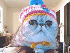 お風呂上がりでピカピカ　甘えん坊のエキゾチック「どんぐり」