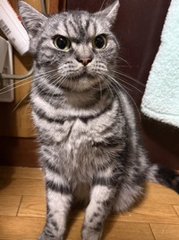 目もとがゴジラそっくり？（「まそっぷ」さん提供）