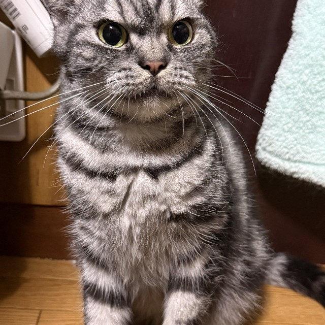 目もとがゴジラそっくり？（「まそっぷ」さん提供）