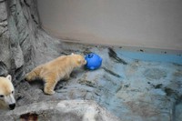 浅瀬のおもちゃを取りたい子グマ＝男鹿水族館GAO提供