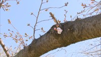 香川県に“春の便り”　例年より5日早い「桜の開花宣言」