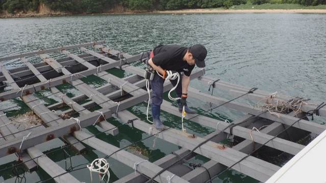 瀬戸内市と備前市で6月から海水温度と塩分濃度を24時間調査 岡山県提供