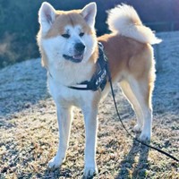 お兄ちゃんと散歩に出かけたあさひくん（画像提供：秋田犬あさひ akitainu asahiさん）