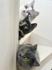 おいしい匂いにつられて＝さとう＠猫ぼっこさん（@necobokko）提供