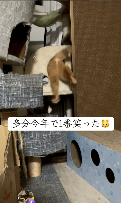 ジタバタ「なんで入れないの！？」画像提供：5匹の猫