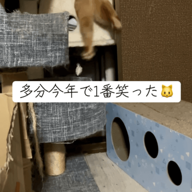 ジタバタ「なんで入れないの！？」画像提供：5匹の猫