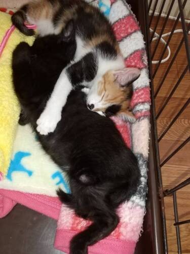 この2匹は姉妹で「抱き合い寝」癒やされる光景ですね（岸さん提供）