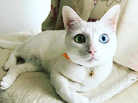 持ってこいができるよ　ミックス猫の「シーツ」　