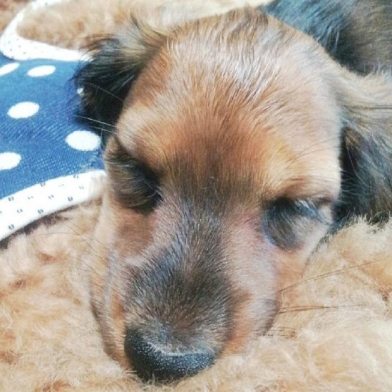 家にきたころの「あんず」