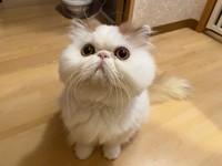 実はこんなに若々しい、可愛らしいお顔なのです！！（画像提供：もけもけ@エキゾチックロングヘアさん）