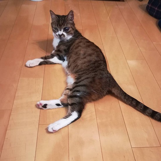 飼い主が急逝した苦労人の猫 ひとり部屋に残され 数日後に救出 犬 猫との幸せな暮らしのためのペット情報サイト Sippo