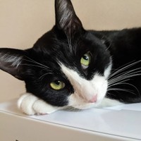 知性的な顔をしているもちちゃん