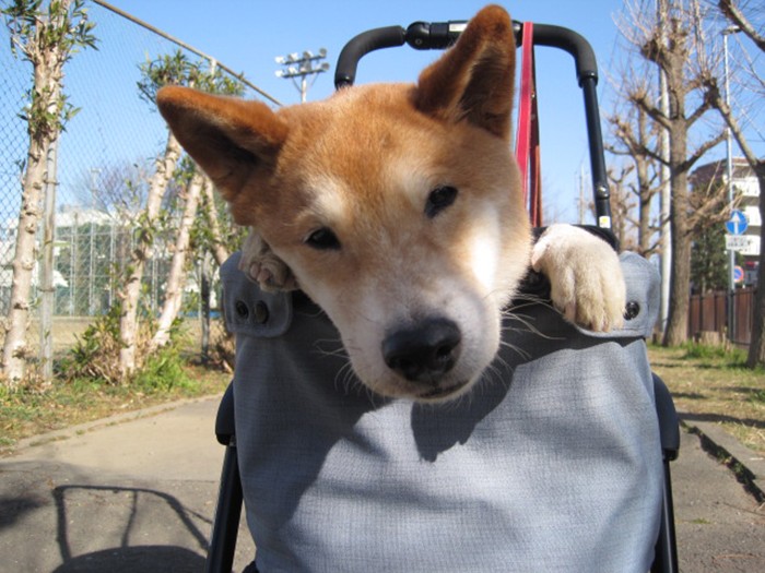 バギーに乗ってお出かけするゴロー